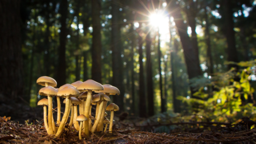Mushrooms in a forest